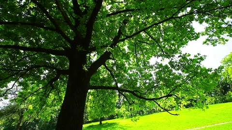Spring landscape Stock Footage 51425907