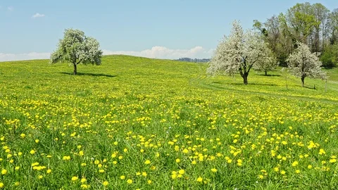 Spring landscape. Stock Footage 128708075