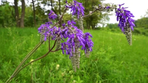 Spring landscape Видео 157823330