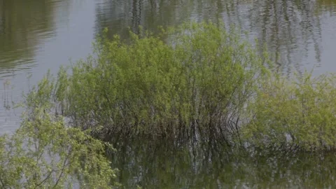Spring landscape Video stock 300760780