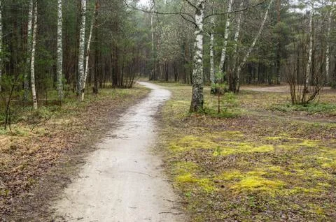 Spring landscape with footpath in the woods Stock Photos