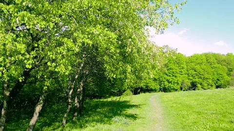 Spring landscape with forest and green meadow Stock Footage 140265433