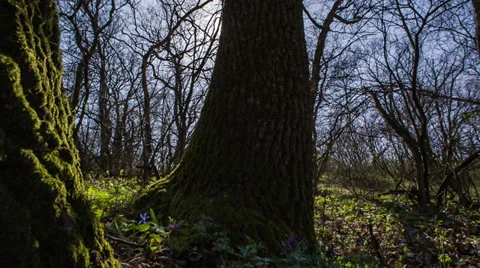 Spring Landscape Is In The Forest Stock Footage 36713069