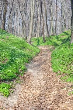Spring landscape with forest footpath and white wild flowers wood anemone Stock Photos