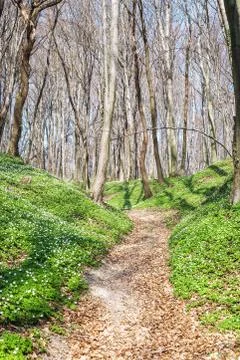Spring landscape with forest footpath and white wild flowers wood anemone Foto stock