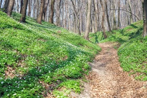 Spring landscape with forest footpath and white wild flowers wood anemone Stock Photos