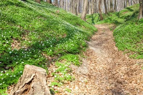 Spring landscape with forest footpath and white wild flowers wood anemone Foto stock