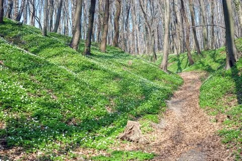 Spring landscape with forest footpath and white wild flowers wood anemone Stock Photos