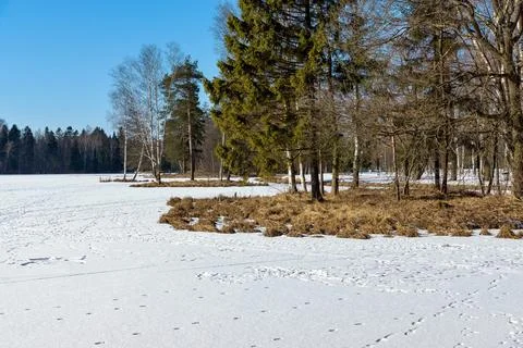 Spring landscape of a forest glade Stock Photos