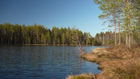 Spring landscape: forest lake, coniferous trees and blue sky with clouds Video stock 276951813