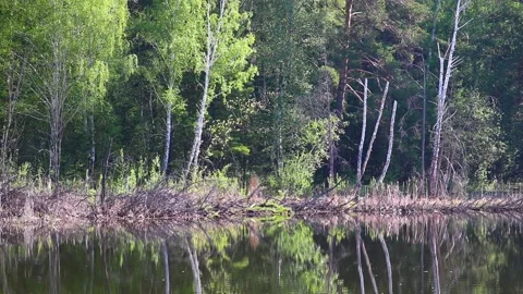 Spring landscape - forest lake, mating song of marsh frogs - moor frog Video stock 161221864