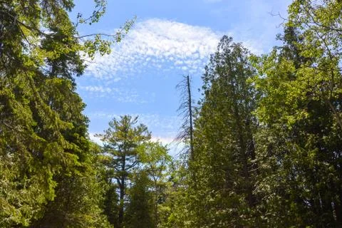 Spring landscape with forest Stock Photos
