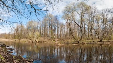 Spring landscape. A forest river with trees and snags on the coasts Stock Photos