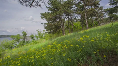 Spring Landscape In Forest, Shot Slider Stock Footage 37766862