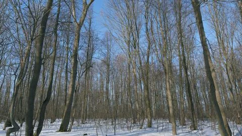 Spring Landscape In Forest. Spring Landscape With Thawed Patches And Melting Stock Photos
