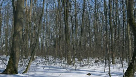 Spring Landscape In Forest. Spring Landscape With Thawed Patches And Melting Stock Photos