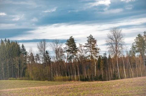 Spring landscape with forest trees and blue cloudy sky in Latvia Stock Photos
