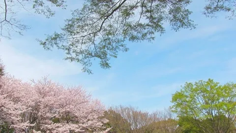 Spring Landscape with a Gentle Breeze Stock Footage 327568049
