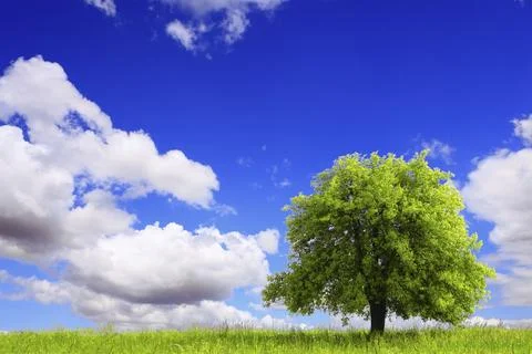 Spring landscape with green tree Stock Photos