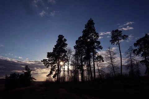 Spring landscape: a group of tall pine trees against the blue sky and the set Stock Photos