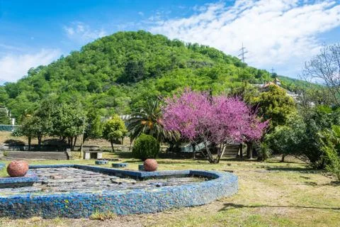 Spring landscape with its rose tree. Stock Photos