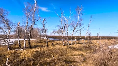 Spring landscape. Last snow on the spring field. Trees without leaves. Warm.. Stock Footage 306548580