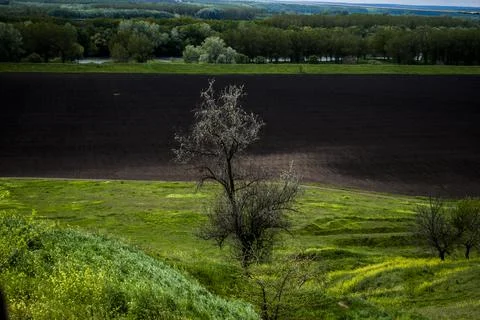 Spring landscape with a lone tree on the field 写真素材