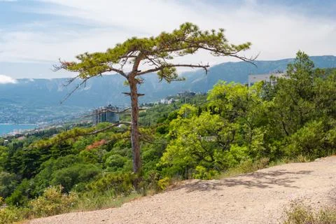 Spring landscape with Lonely pine tree on pedestrian path in Cape Martyan Stock Photos