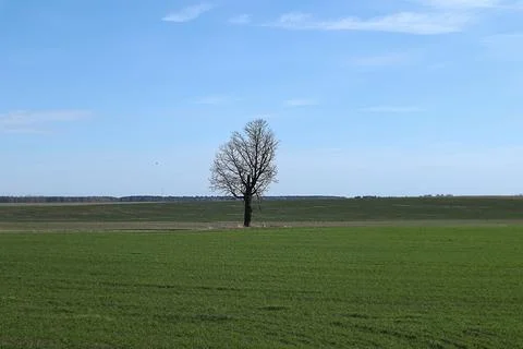 Spring landscape: a lonely tree in the middle of a field against a blue sky Stock Photos