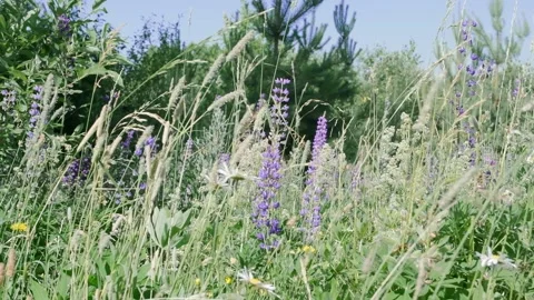 Spring landscape, meadow grasses and flowers sway in the wind on a sunny day. Stock Footage 240697317