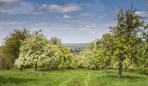 Spring, landscape, meadow orchard, spring, mixed fruit, orchard Stock Photos
