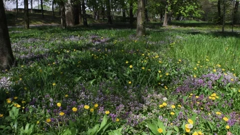 Spring landscape, Monza Park, Lambro Valley Regional Park, flowera Vídeo Stock 154126443