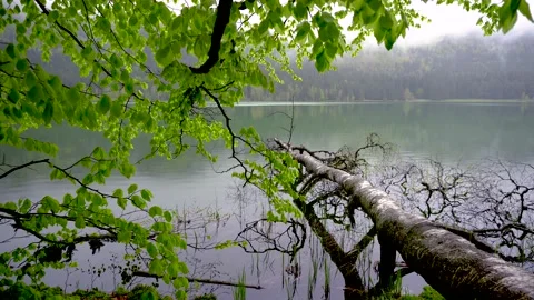 Spring landscape of a mountain lake in the forest. Tree crashed in mountain lake Stock-Footage 150592908