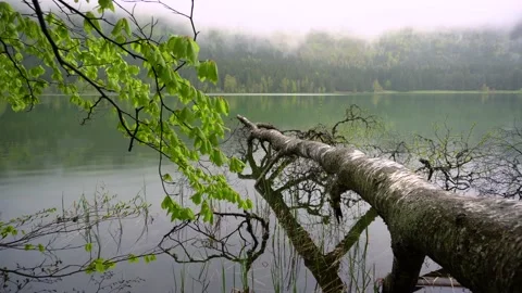 Spring landscape of a mountain lake in the forest. Tree crashed in mountain lake Video stock 150593617