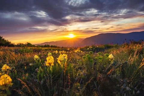 Spring landscape in mountains with flower Stock Photos