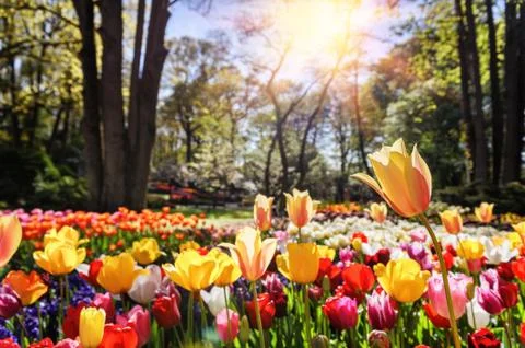 Spring landscape with multicolor tulips Stock Photos