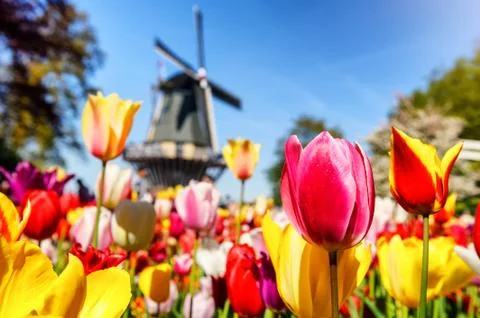 Spring landscape with multicolor tulips Foto stock