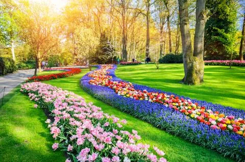 Spring landscape with multicolor tulips Stock Photos