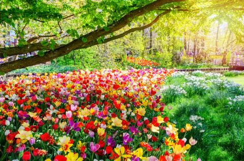Spring landscape with multicolor tulips Stock Photos