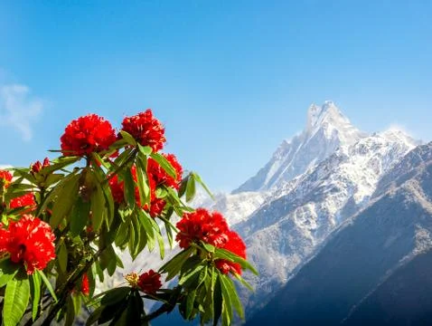 Spring landscape in Nepal Stock Photos