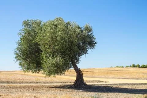 Spring landscape with oak tree and blue sky Stock Photos