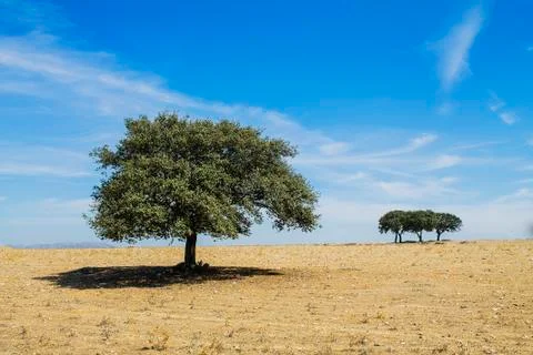 Spring landscape with oak tree and blue sky Stock Photos