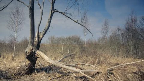 Spring landscape with old dry broken tree against the background of dry grass Stock Photos