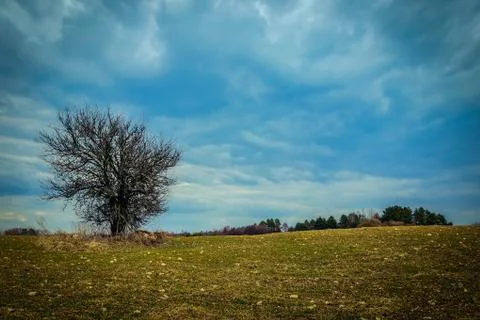 Spring landscape. one tree without leaves on an agricultural field Stock Photos