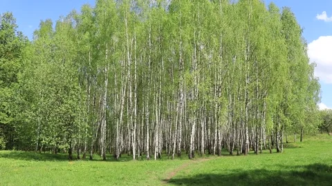 Spring landscape park field with birch trees and winding path Stock Footage 154622949