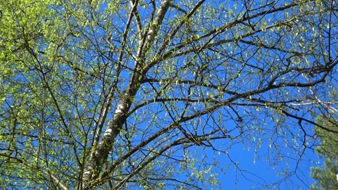 Spring landscape in the park Stock Footage 253383853