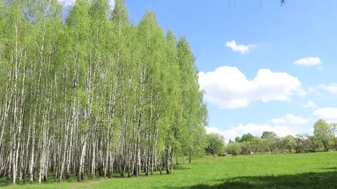 Spring landscape park with green grass field with birch trees Stock Footage 154622946