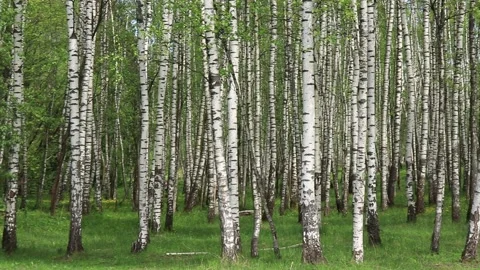 Spring landscape park with green grass field with birch trees Stock Footage 154623005