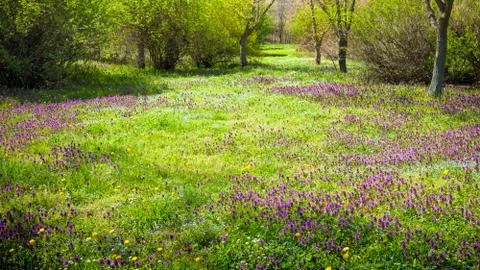 Spring landscape in park Foto stock