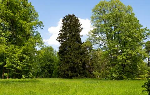 Spring landscape in the park Stock Photos
